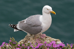 Herring Gull perched on a cliff ledge