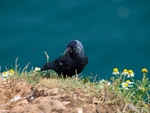 Jackdaw