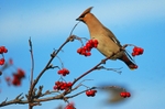 Waxwing
