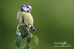 Nature-9