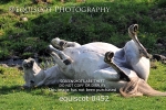  equiscot 0452