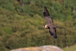 Arctic Skua portfolio