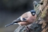bullfinch02 Large