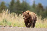 Grizzly Bear (female) beach walk, Lake Clark NP, Alaska