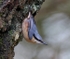 Nuthatch