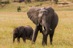 Little and Large