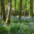 Birch Wood Bluebells