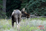 3HPhotography5-19-25_GTNP_291_