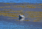 Common Seal