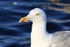 Herring Gull (adult) head close view, Flatanger, Norway