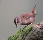Wren