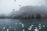 Gannet Cliffs 4