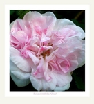 Rosa centifolia 'Onni' 2