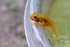 7 Golden Tadpoles