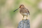Common Snipe