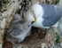 Kittiwakes
