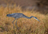 Grey Heron - stalking