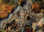 Diplosoma listerianum