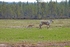 Reindeer