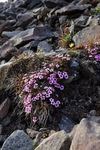 Purple Saxifrage 2160