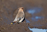 Waxwing - Bombycilla garrulus