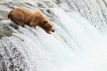 Brown Bear reaches unsuccessfully for jumping salmon, Brooks Falls