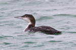 Great Northern Diver in Poole Harbour