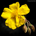Common Rock-rose (02)