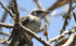 Mocking Bird