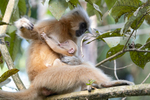 Golden Langur