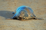 Atlantic Grey Seal