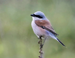 Red Backed Shrike.