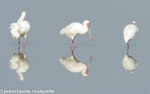 Spoonbill