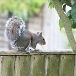 26th May Grey Squirrel