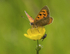 Small Copper