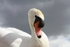 Posing Swan 2