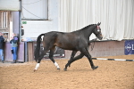 Class 3 - In Hand Foreign Breeds & Warmbloods portfolio