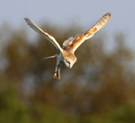 Barn Owl