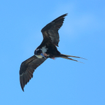 Great Frigatebird (female) scratching in flight, Kilauea Point, Kauai