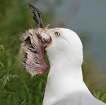 Herring Gull - Larus argentatus