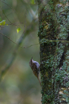 Treecreeper portfolio