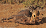 Lionness with a dead untouched buffalo