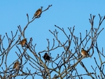 Redwings