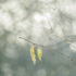 6th March Hazel Catkins