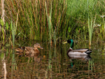 Mallards