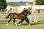 SBM_10347