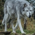 Gray Wolf