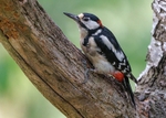 Great Spotted Woodpecker