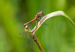 Ruddy Darters.