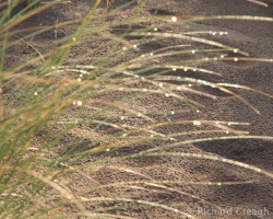 Dewy Morning